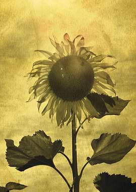 Vintage Sunflower