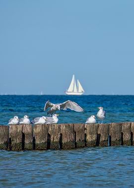 Seagulls on a Breakwater