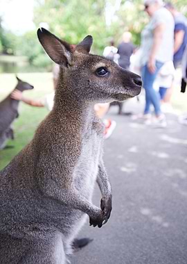 Kangaroo Close-Up