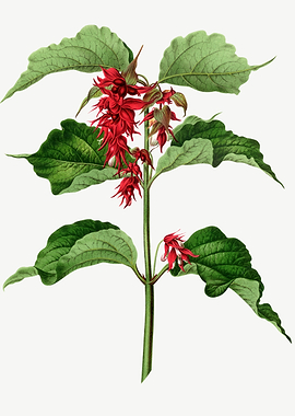 Pheasant Berry Red Flowers