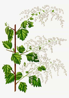 Broadleaf Meadowsweet