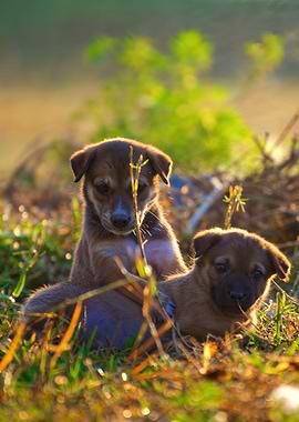 Two Brown Puppies in Grass