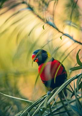 Lorikeet in Foliage