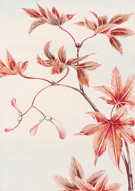 Branch of Maple Tree