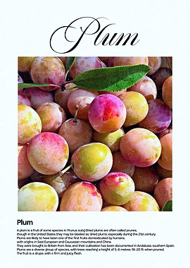 Plums Close-Up