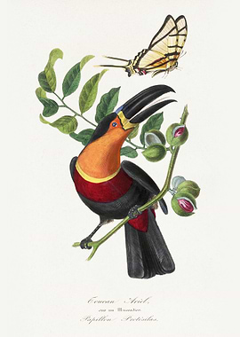 Toucan and Butterfly Illustration