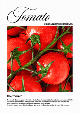 Red Tomatoes on Vine