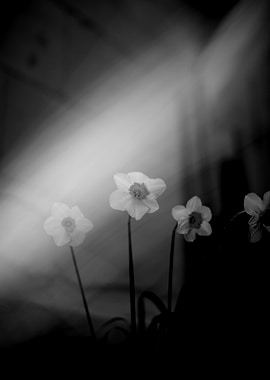 Daffodils in Soft Light