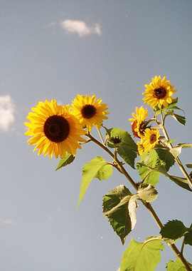Sunflowers Against Blue Sky