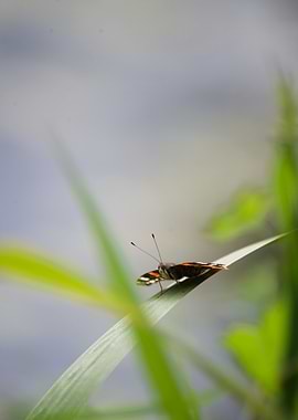Butterfly on a Blade