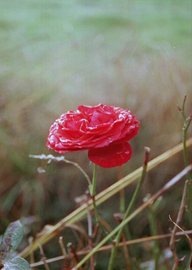 Red Rose with Dew Drops