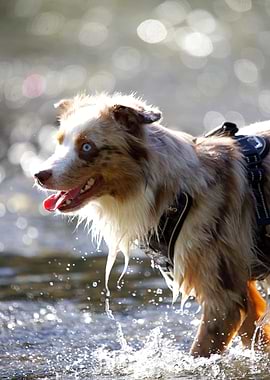 Australian Shepherd in Water