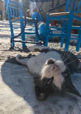 Playful Cat on Patio