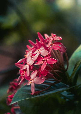 Pink Flowers in Bloom