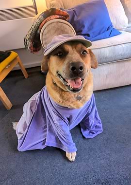 Dog in a Hat and Shirt 2
