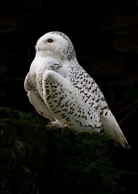 Snowy Owl Portrait