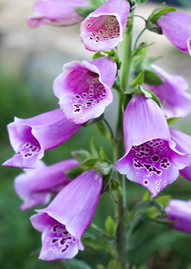 Purple Bells