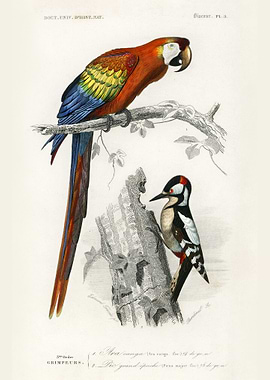 Macaw and Woodpecker Illustration