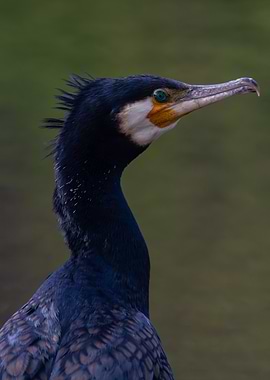 Cormorant Portrait