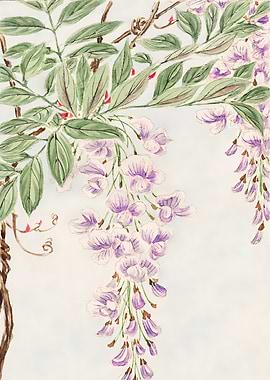 Wisteria Watercolor Painting