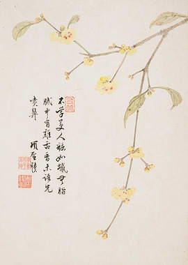 Wintersweet Blossom