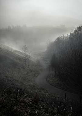 Foggy Path in the Woods