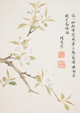 Chinese Plum Blossom