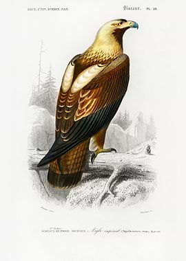 Imperial Eagle Illustration