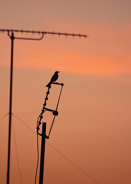 Bird on Antenna at Sunset