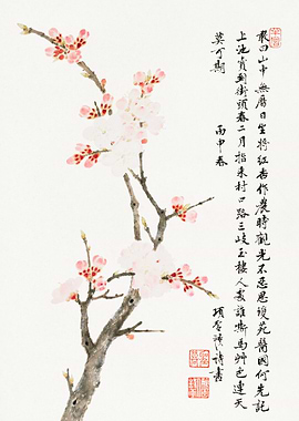 Chinese Cherry Blossom