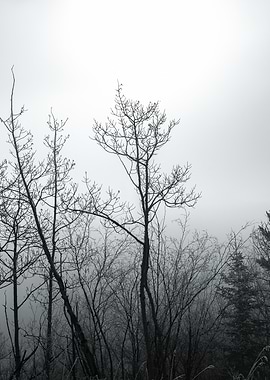 Silhouetted Trees in Fog