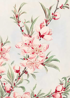 Peach Blossom