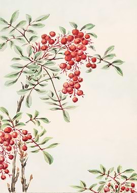 Watercolor Berries Branch