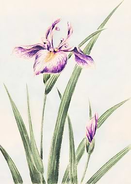Watercolor Iris Flower