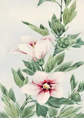 Watercolor Hibiscus Flowers