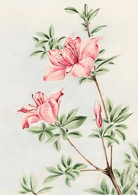 Pink Azalea Watercolor