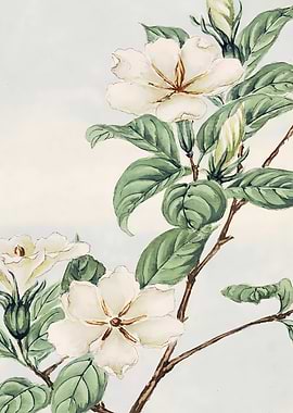 Cape Jasmine Branch