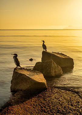 Cormorants at Sunset Birds sea beach