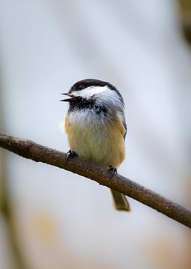 Black-capped Chickadee on Branch