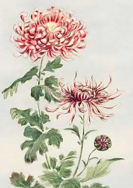 Kiku Chrysanthemum
