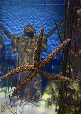 Starfish in Aquarium