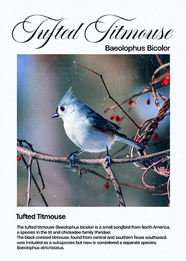 Tufted Titmouse Bird