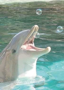 Dolphin Playing with Bubbles