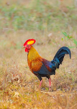 Red Junglefowl Rooster