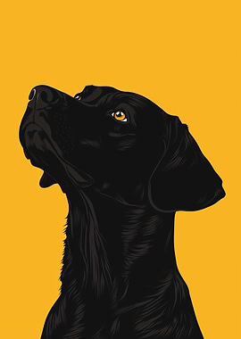 Black Labrador Portrait