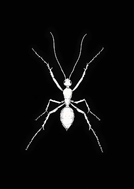 Animal White Ant