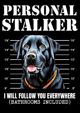 Black Labrador Stalker