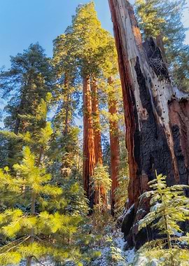 Giant Sequoia Forest