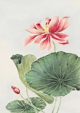 Watercolor Lotus Flower