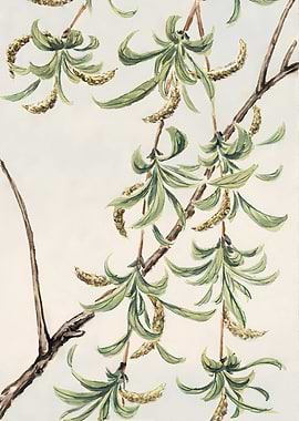 Willow Branch Watercolor